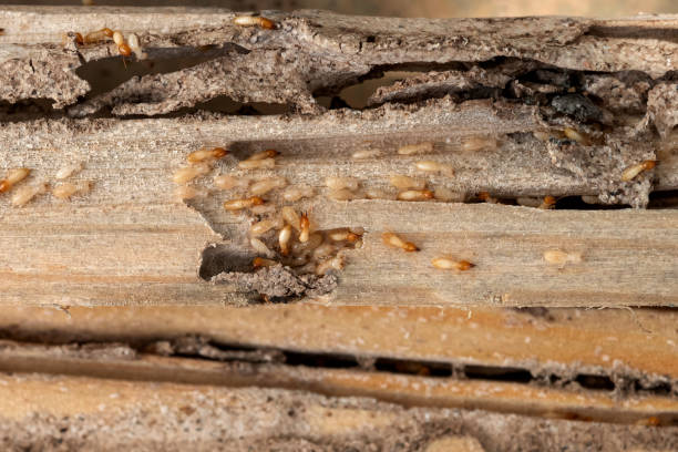 Best Exterminator Services  in Siena College, NY